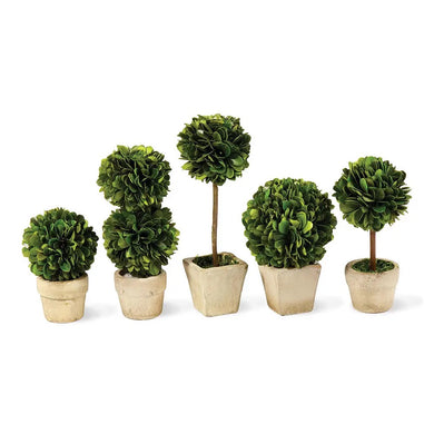 Mini Boxwood Topiary