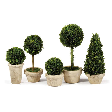 Boxwood Topiary