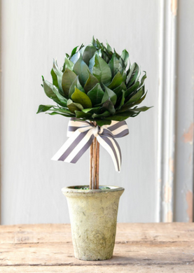 Lemon Leaf Ball Topiary