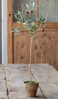 Potted Olive Topiary
