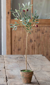Potted Olive Topiary