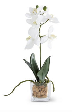 White Orchid in Glass Dish